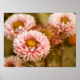 Red White china Asters Poster