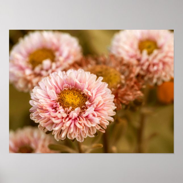 Red White china Asters Poster (Framsidan)