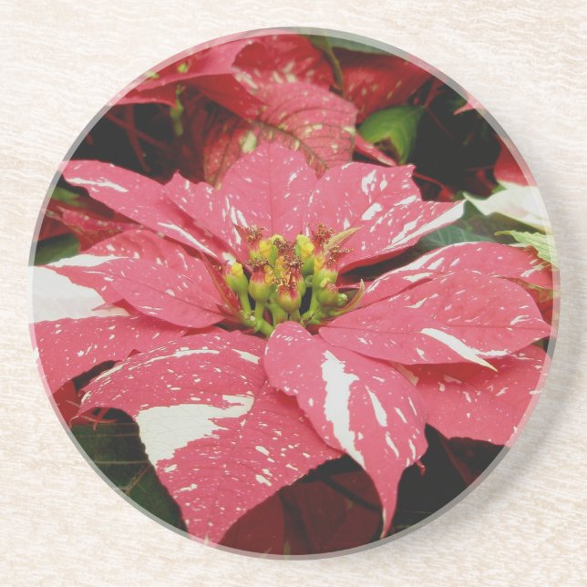 Red & White Poinsettia Underlägg Sandsten (Framsidan)
