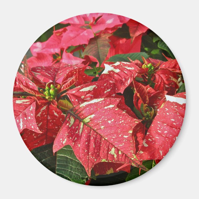 Red & White Poinsettias Magnet (Framsidan)