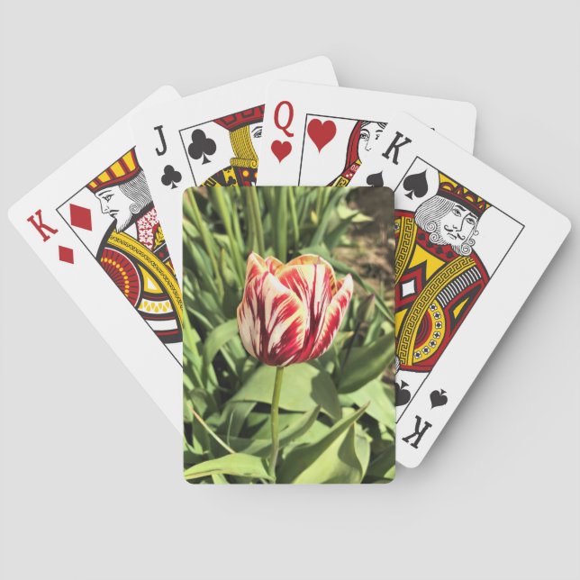 Red & White Tulip Casinokort (Baksidan)