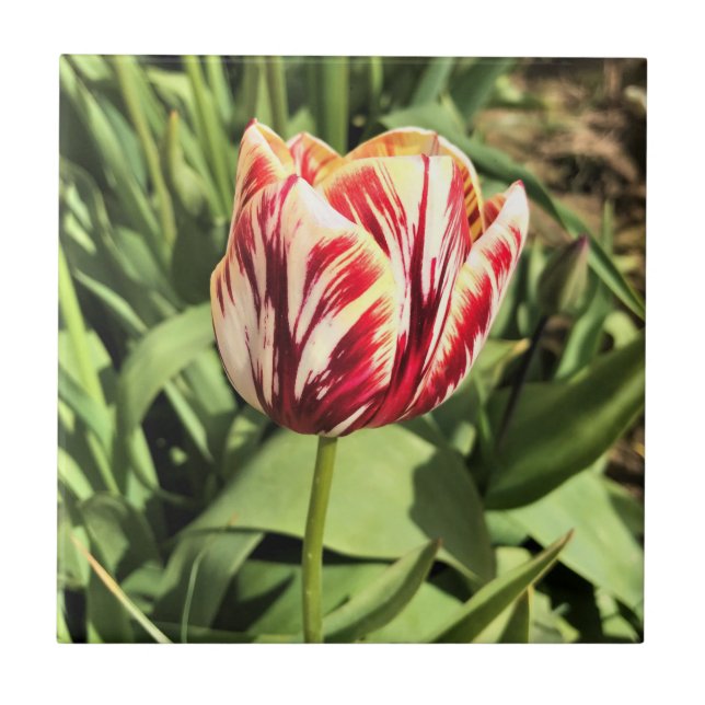Red & White Tulip Kakelplatta (Framsidan)