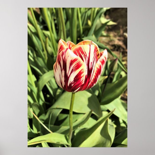 Red & White Tulip Poster (Framsidan)
