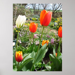 Red White Tulip Tulips Vår Nature Garden Poster