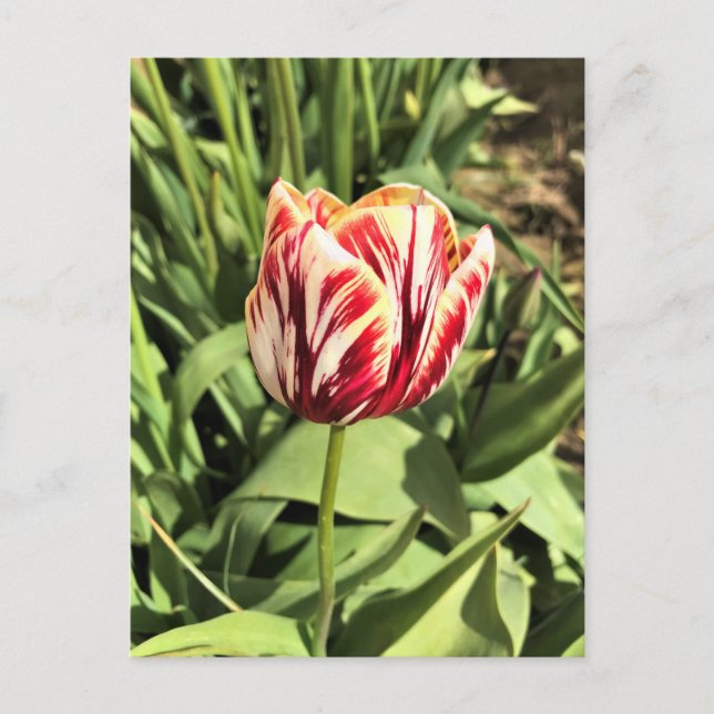 Red & White Tulip Vykort (Framsida)