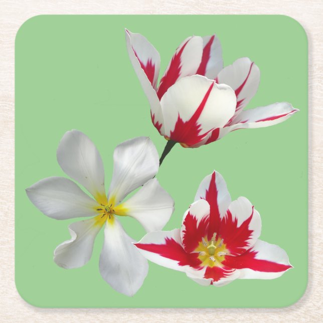 Red White Tulips Close Up Papper Underlägg Kvadrat (Framsidan)