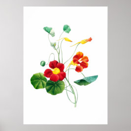 Red Willowweed II Skriv ut av Mary Vaux Walcott Poster