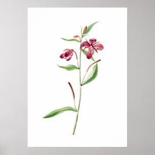 Red Willowweed Print av Mary Vaux Walcott Poster