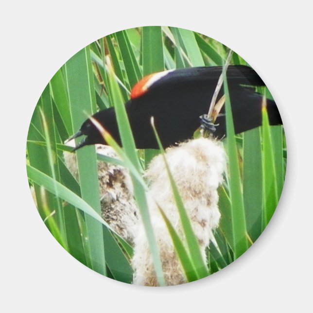 Red Winged Black Bird Magnet (Framsidan)