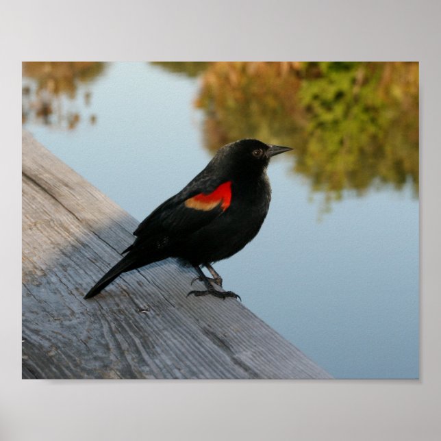 Red Winged Black Bird Poster (Framsidan)