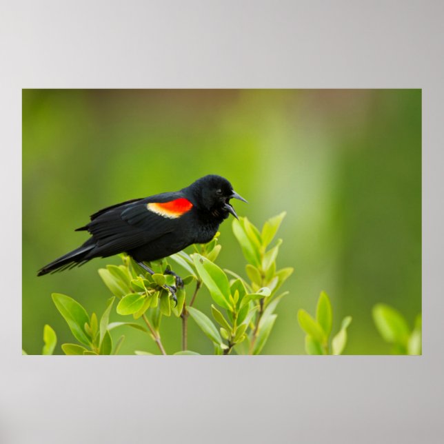Red-Winged Blackbird (Agelaius Phoeniceus) Male Poster (Framsidan)