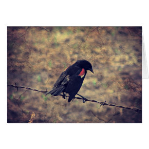 Red Winged Blackbird Blank Inside Greeting Card Hälsningskort