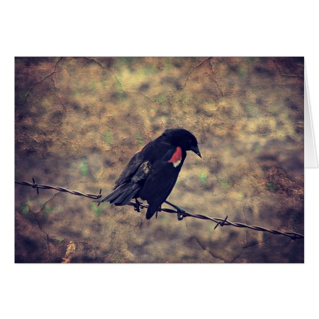 Red Winged Blackbird Blank Inside Greeting Card Hälsningskort (Framsidan Horizontal)