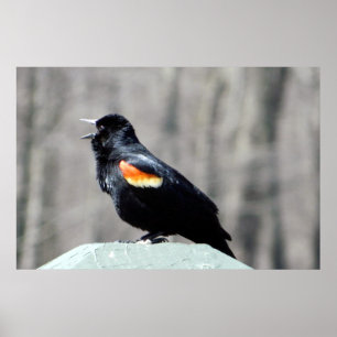 Red Winged Blackbird Call till Vår Poster