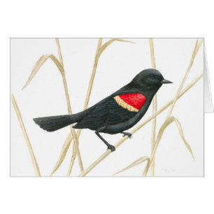 Red-Winged Blackbird Card Hälsningskort