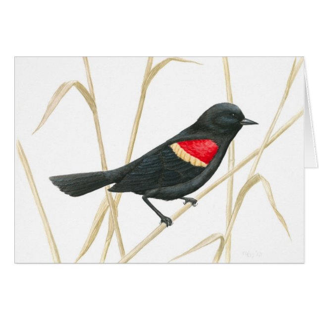 Red-Winged Blackbird Card Hälsningskort (Framsidan Horizontal)