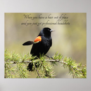 Red Winged Blackbird - Dåligt Hairdag Humor Poster