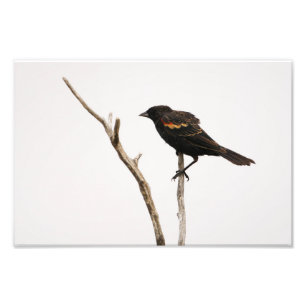Red-Winged Blackbird Fototryck