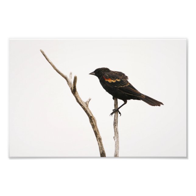 Red-Winged Blackbird Fototryck (Framsidan)