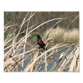 Red-Winged Blackbird Fototryck
