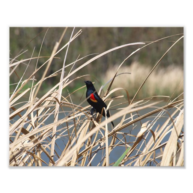 Red-Winged Blackbird Fototryck (Framsidan)