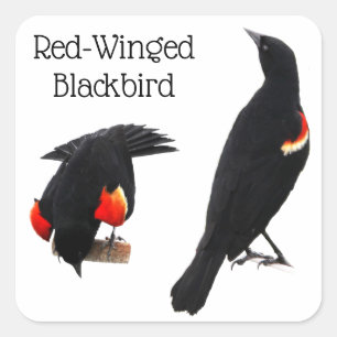 Red-Winged Blackbird Fyrkantigt Klistermärke