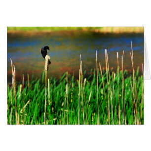 Red Winged Blackbird Hälsningskort