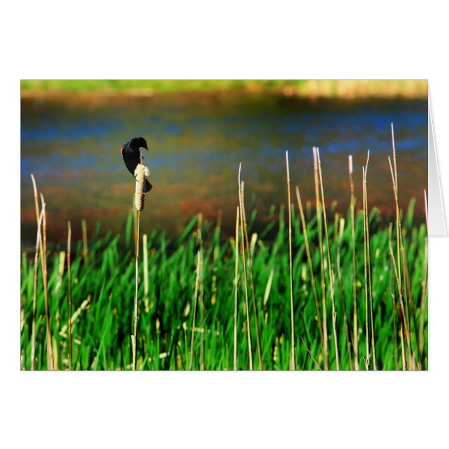 Red Winged Blackbird Hälsningskort (Framsidan Horizontal)