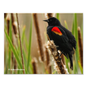 Red-Winged Blackbird i Marsh Fototryck