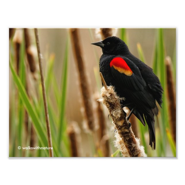 Red-Winged Blackbird i Marsh Fototryck (Framsidan)