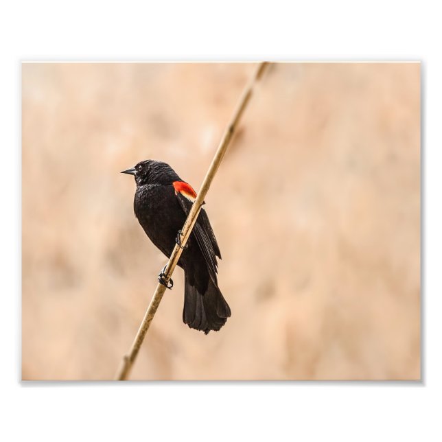 Red Winged Blackbird in the Reeds Photography Fototryck (Framsidan)