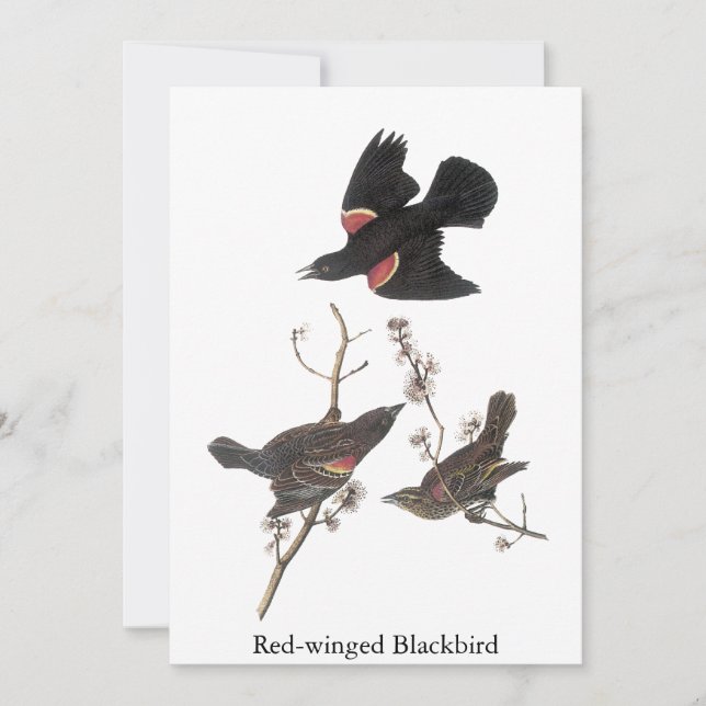 Red-Winged Blackbird, John Audubon Inbjudningar (Framsida)