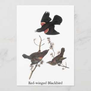 Red-Winged Blackbird, John Audubon Inbjudningar
