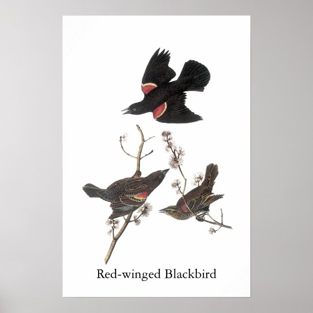 Red-Winged Blackbird, John Audubon Poster (Framsidan)