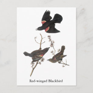 Red-Winged Blackbird, John Audubon Vykort