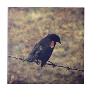 Red Winged Blackbird Kakelplatta