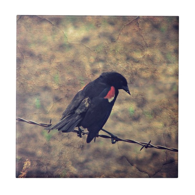 Red Winged Blackbird Kakelplatta (Framsidan)