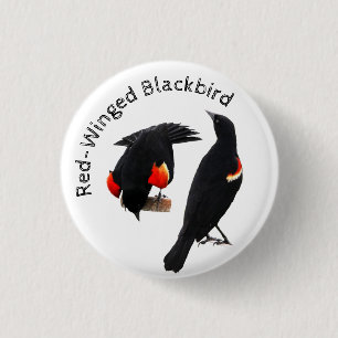 Red-Winged Blackbird Knapp