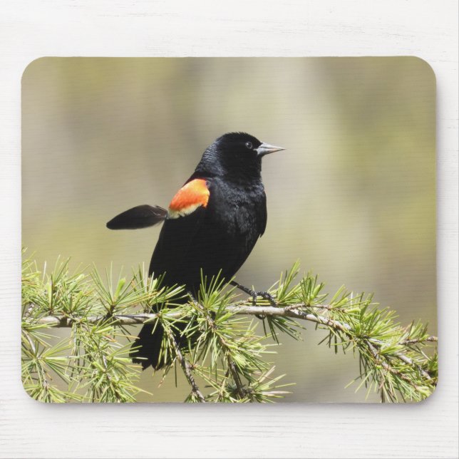Red Winged Blackbird - ludder ut ur ställe Musmatta (Framsidan)
