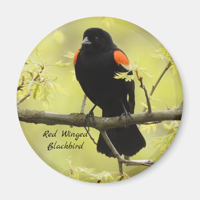 Red Winged Blackbird Magnet (Framsidan)