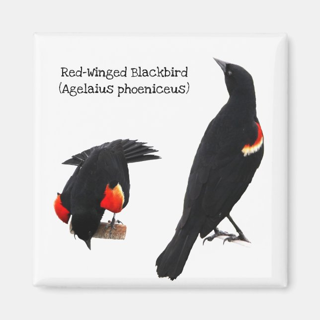 Red-Winged Blackbird Magnet (Framsidan)