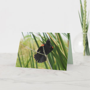 Red Winged Blackbird med ett mappat kort