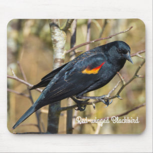 Red-Winged Blackbird Musmatta