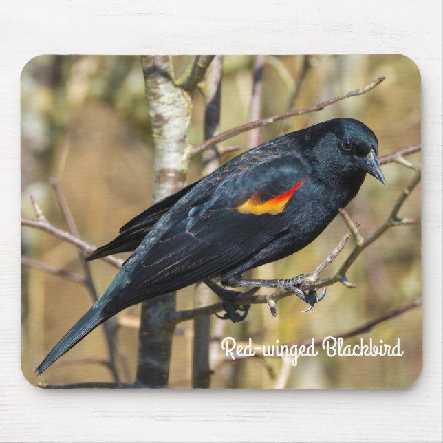 Red-Winged Blackbird Musmatta (Framsidan)