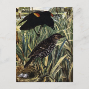 Red-Winged Blackbird och Nest i Cattails Vykort