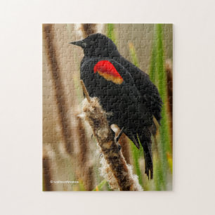 Red-Winged Blackbird på Bulush Pussel