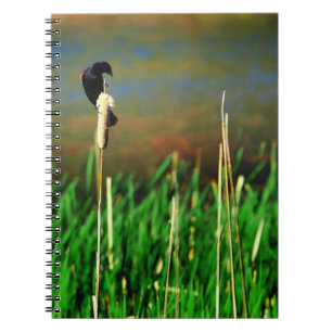 Red Winged Blackbird på en Cattail Anteckningsbok Med Spiral