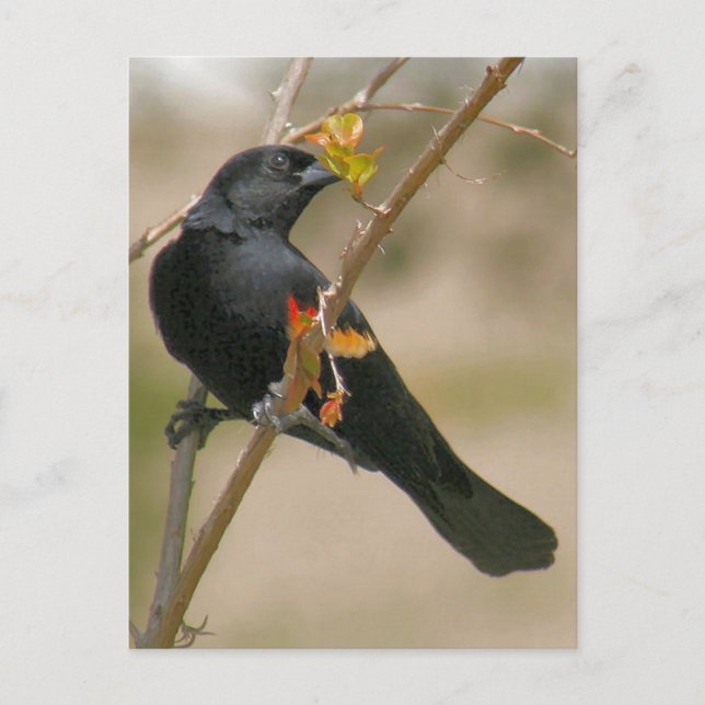 Red Winged Blackbird Photo Vykort (Framsida)