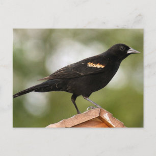 Red Winged Blackbird Photo Vykort
