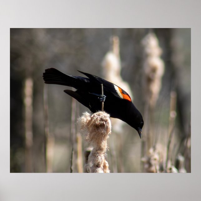 Red Winged Blackbird Poster (Framsidan)